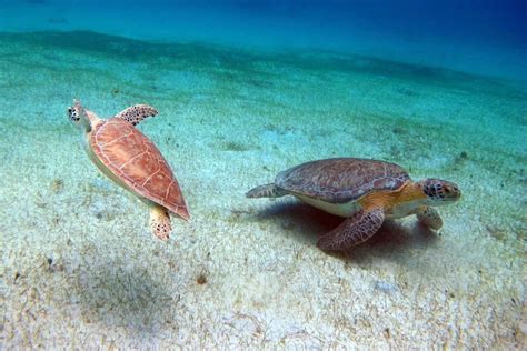 10 Best Beaches for Snorkeling in St Thomas US Virgin Islands