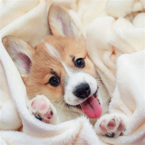 Are Pembroke Welsh Corgi The Most Intelligent Dogs