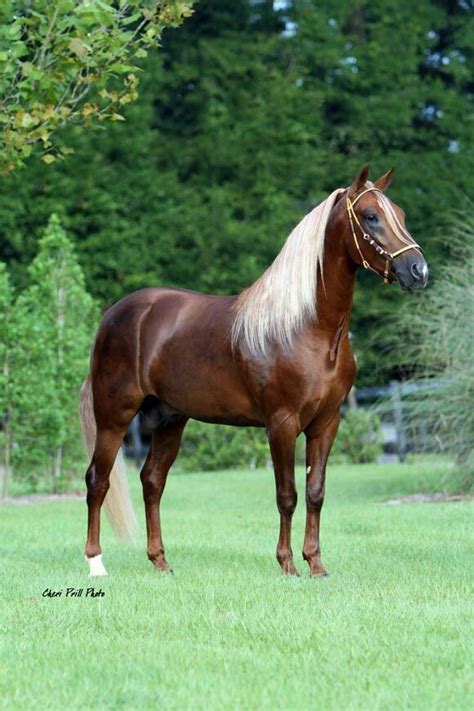 Paso Fino | Horses, Horse breeds, Horses and dogs