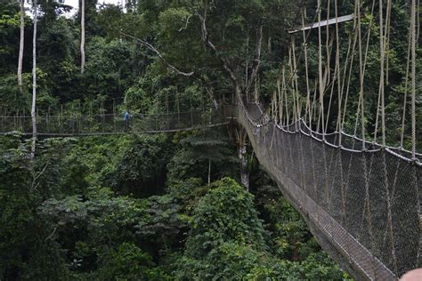 🔥 Kakum Canopy Walk - Ghana [OC] : r/NatureIsFuckingLit