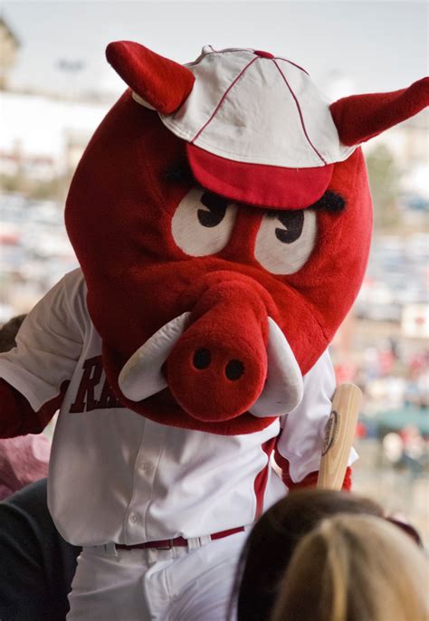 Ribby - The Baseball Mascot for Arkansas Razorbacks