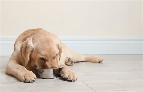 Top 12 Dog Foods For Golden Retriever Puppies in 2023 | PetStruggles