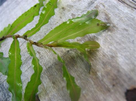 Curly-leaf Pondweed : Finger Lakes PRISM