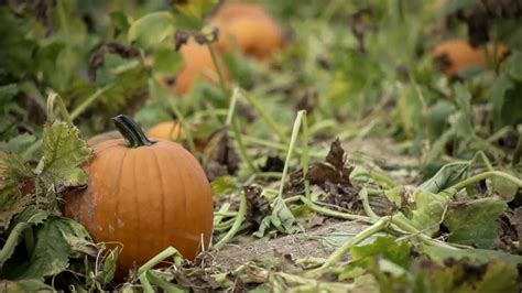 The Pumpkin Patch – Pumpkin Patch Farms