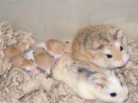 Roborovski's Babies bred by Inari Hamsters | White-faced x D… | Flickr