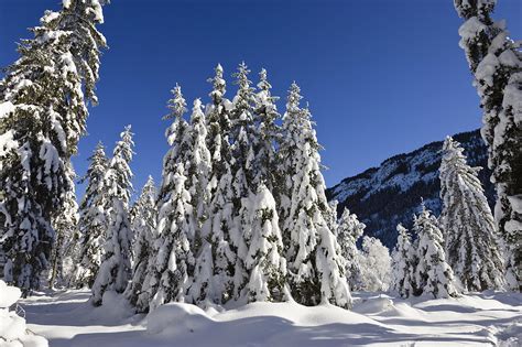 Snow Covered Coniferous Forests