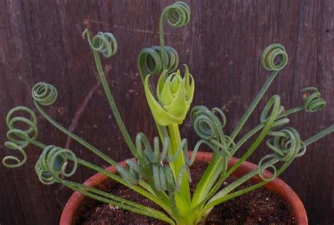 Lovely spiral plant: Albuca spiralis 'Frizzle Sizzle'