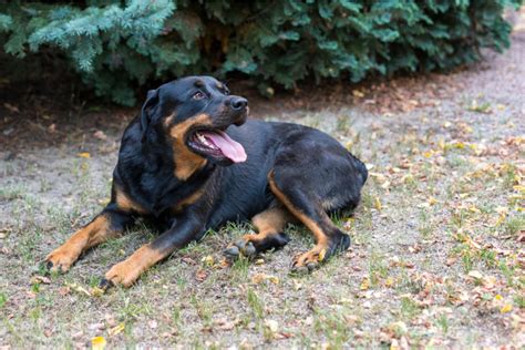 Everything You Wanted To Know About Female Rottweilers