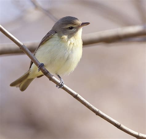 Warbling Vireo -- Vireo Melodieux photo - pmakuch photos at pbase.com