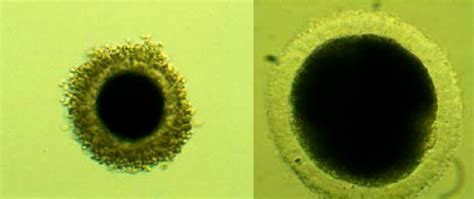 Figure 1 from Review of assisted reproduction technologies in small animal theriogenology ...