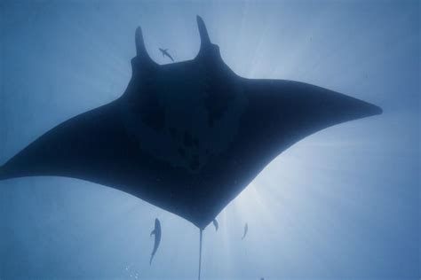 Giant oceanic manta ray - Alchetron, the free social encyclopedia