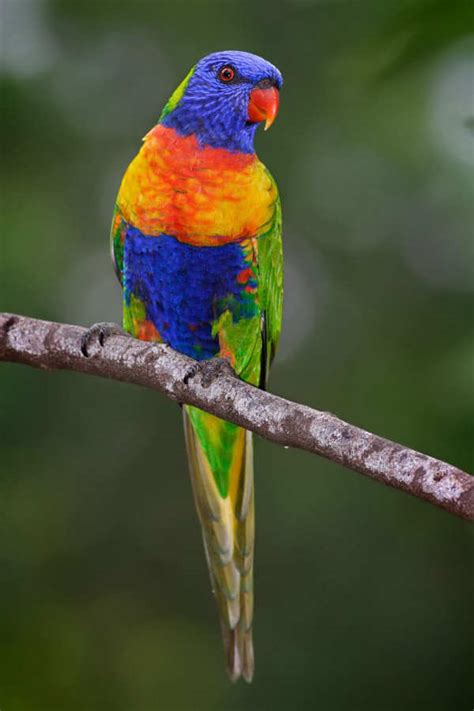 smilefun: 20 Of The World’s Most Colorful Birds