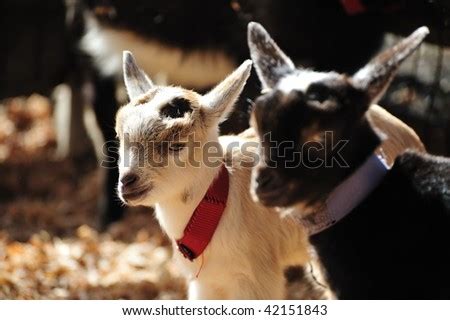 Baby Goats Playing In Farm Stock Photo 42151843 : Shutterstock