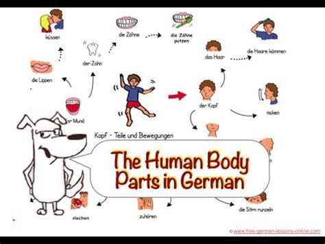 Body Parts In German Chart