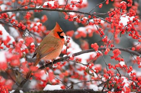 How to Plan a Garden That’s Beautiful Come Winter - WSJ