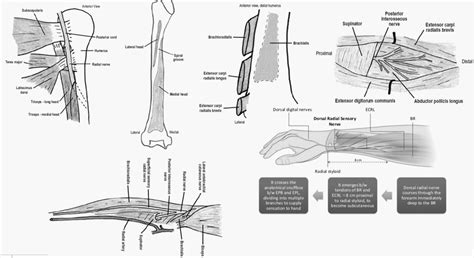 Radial Nerve Anatomy : Course and Innervation | Epomedicine