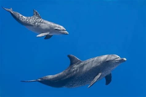 Are Dolphins Mammals? - WorldAtlas.com