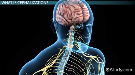 What is Cephalization? - Definition & Advantage - Video & Lesson Transcript | Study.com