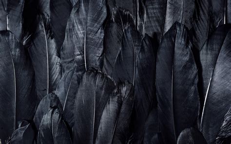 Black Feather Wallpapers - Wallpaper Cave