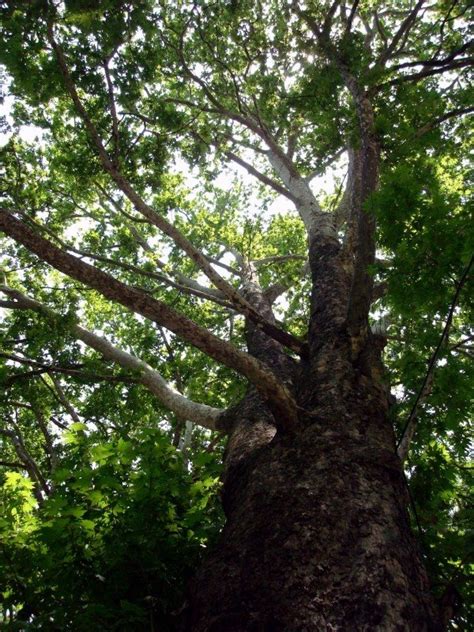 In Shade of Chinar Tree |Search Kashmir