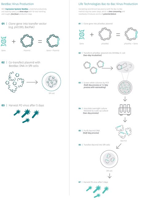 Expression Systems | BestBac Virus Vector Production