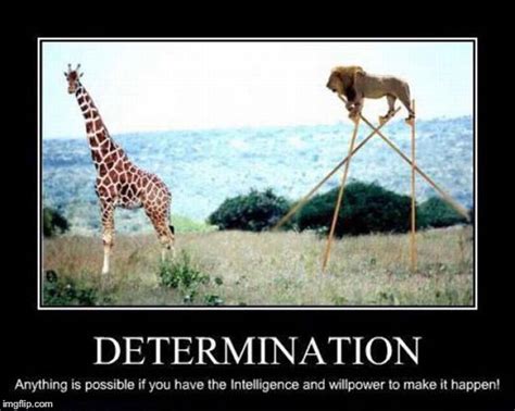 determination Memes & GIFs - Imgflip