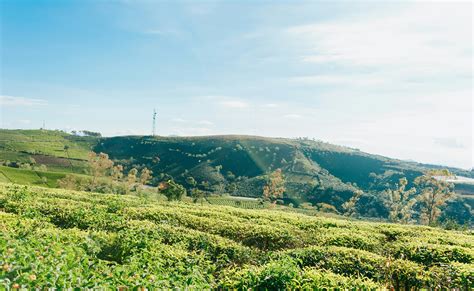 Aerial View Photography of Green Forest · Free Stock Photo