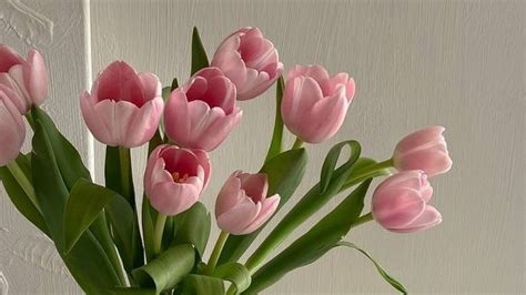 💖🌱🌷 pink tulips have my heart. in 2023 | Pink wallpaper laptop, Pink ...