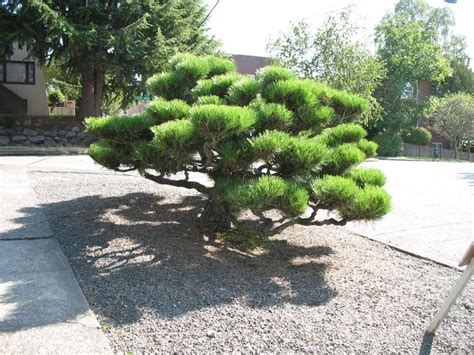 Japanese Black Pine | Coniferous Forest