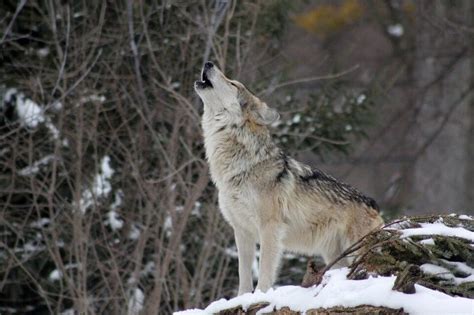 √ Where Exactly is the Habitat of Wolf ? Facts about Wolf