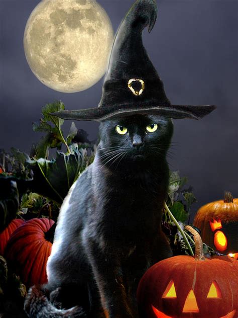 READY FOR HALLOWEEN | Black cat halloween, Halloween images, Halloween art