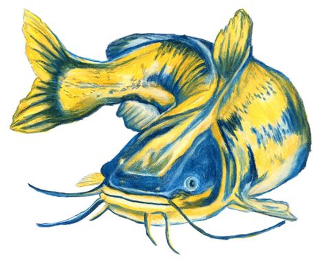 Blue and Gold Catfish Drawing Printable Catfish Art | Etsy