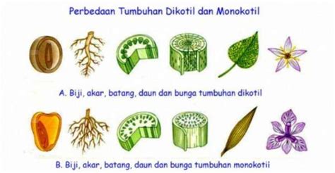 Perbedaan tumbuhan monokotil dan dikotil, dari bunga hingga daun tumbuhan