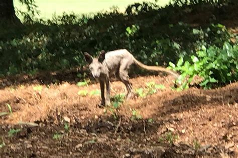 Was a mythical beast hanging out on this golf course?