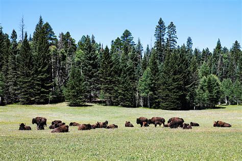 Best Kaibab National Forest Stock Photos, Pictures & Royalty-Free Images - iStock