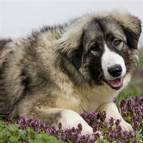 Carpathian Shepherd Breed Guide - Learn about the Carpathian Shepherd.