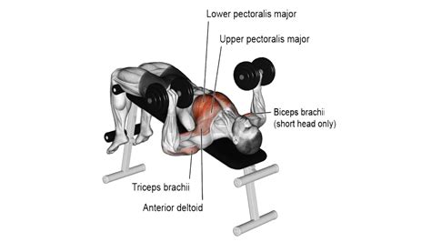 How To Do Decline Dumbbell Bench Press With Perfect Technique