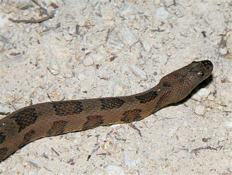 Brown Water Snake | Florida | Pinterest