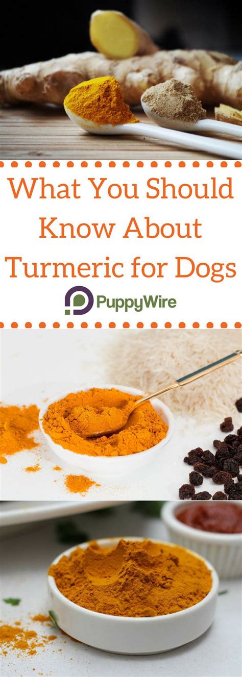 Turmeric for Dogs: Everything You Must Know - PuppyWire | Dog food ...