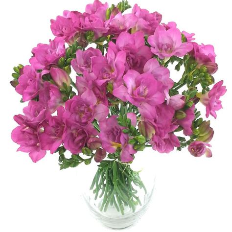 Irresistible Cerise 40 Freesia Bouquet | Fresh Flowers | Free Delivery