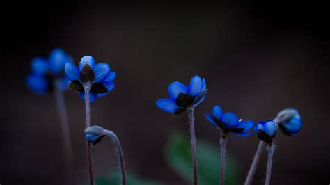 2560x1440 / plants blue flowers nature flowers macro wallpaper - Coolwallpapers.me!