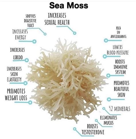 Sea Moss Healthy Healing Food, Natural Healing, Healing Herbs, Fitness Nutrition, Health And ...