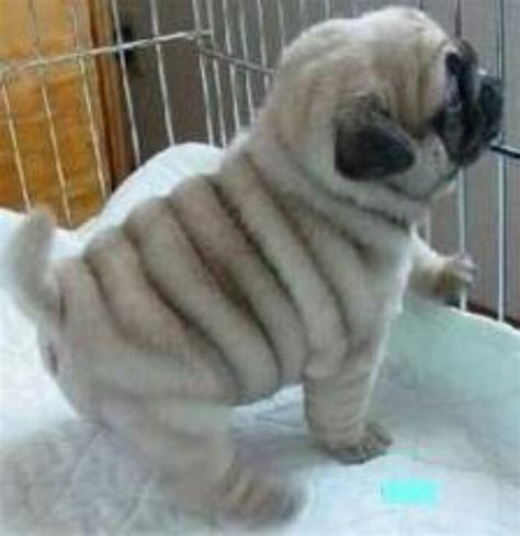 Pin by Mariana Vera on Animales ♥ | Pugs, Baby pugs, Cute pugs