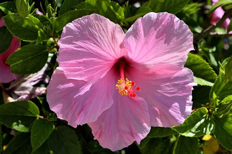 Pink Hibiscus Flower Floral - Free photo on Pixabay - Pixabay