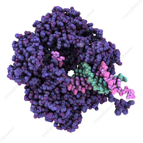 RNA polymerase alpha subunit - Stock Image - F003/5028 - Science Photo Library