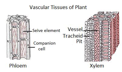 Explain the vascular tissue system.