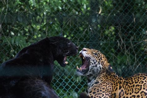 black jaguar and brown and black leopard fighting photo – Free Animal ...