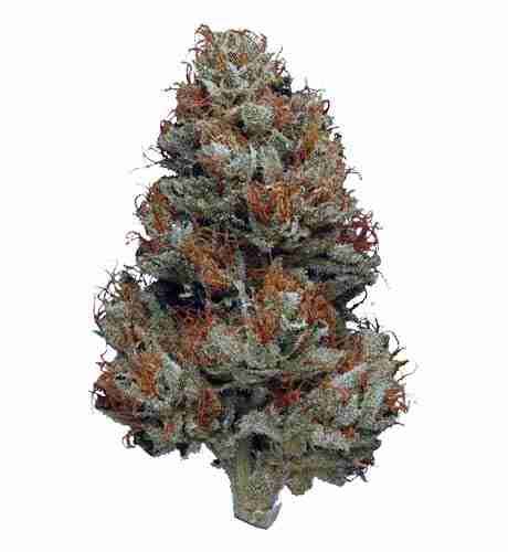 Cookies Kush Marijuana Strain | GrowingWeed