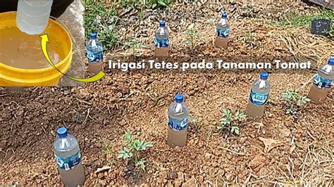 Cara Membuat Irigasi Tetes Botol Plastik pada Tanaman Tomat I SELF WATERING SYSTEM - YouTube