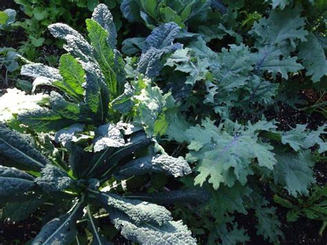 Kale Plant [Growing Guide & Varieties] | Family Food Garden